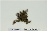 藏品(粗蔓苔屬)的圖片